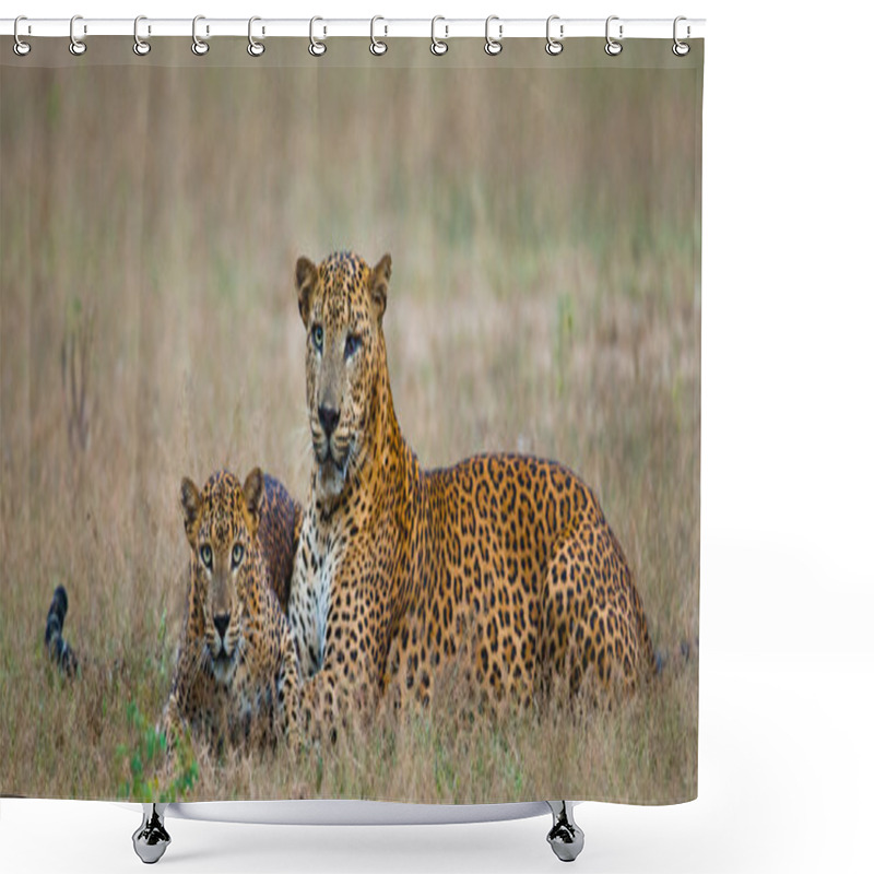 Personality  Pantheras Pardus Kotiya Shower Curtains