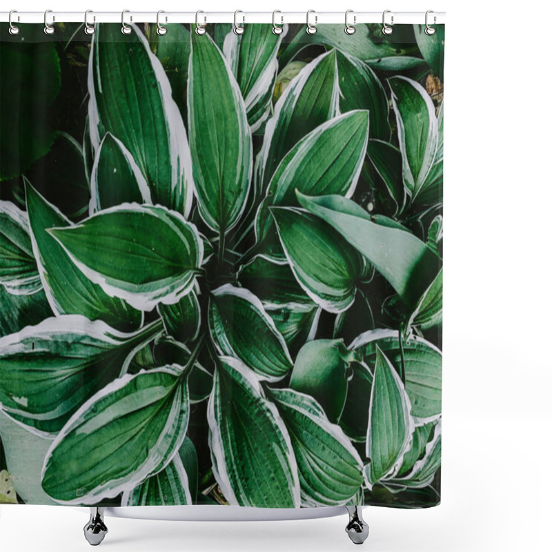 Personality  Green Leaves With White Stroke Shower Curtains