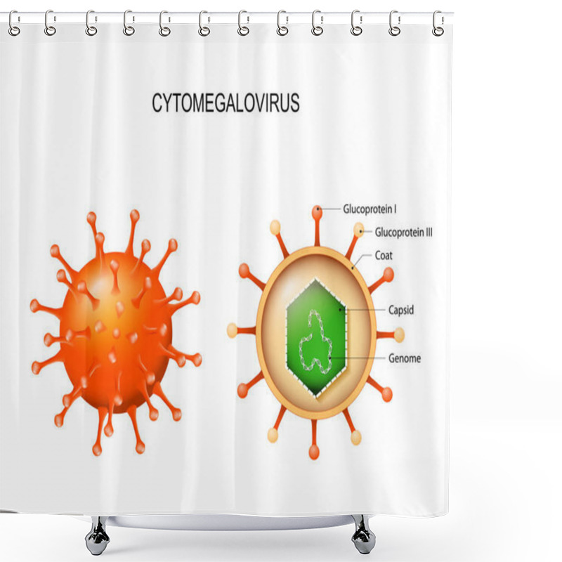 Personality  Cytomegalovirus.  Structure Of The Virion Shower Curtains