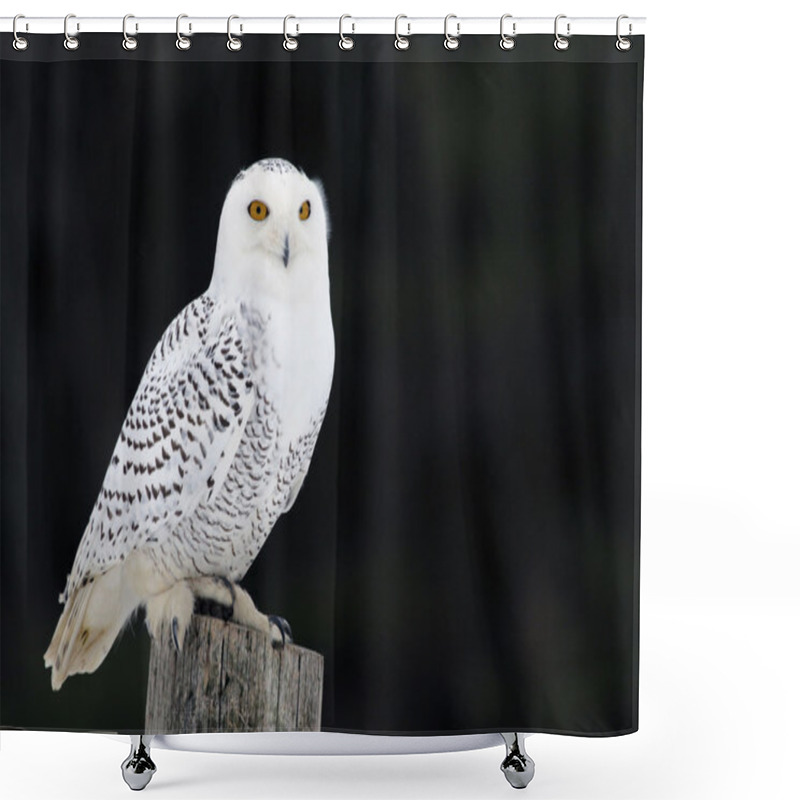 Personality  Snowy Owl On A Post Shower Curtains