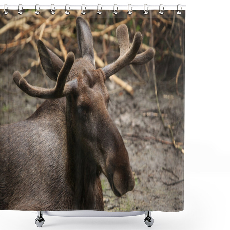 Personality  Wild Moose Elk Shower Curtains