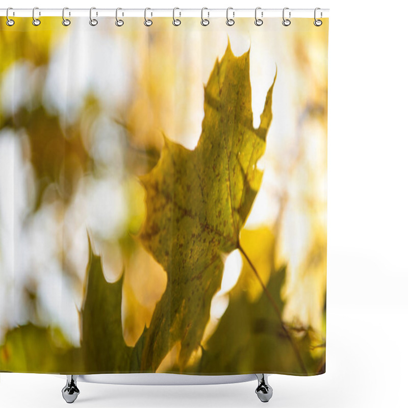 Personality  Close Up View Of Golden Maple Foliage On Tree Branch In Sunlight Shower Curtains