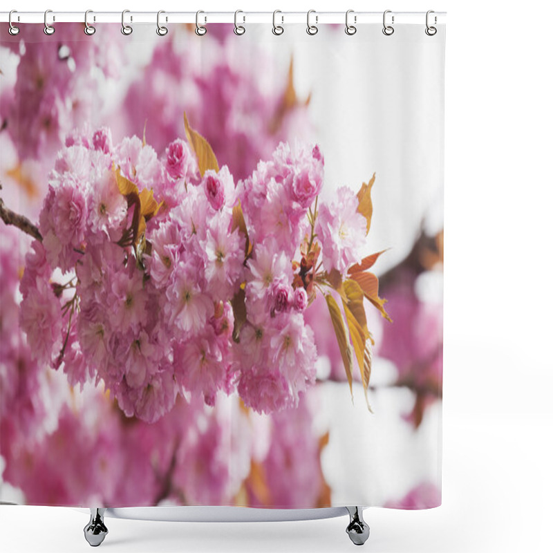 Personality  Pink Cherry Blossoms Shower Curtains