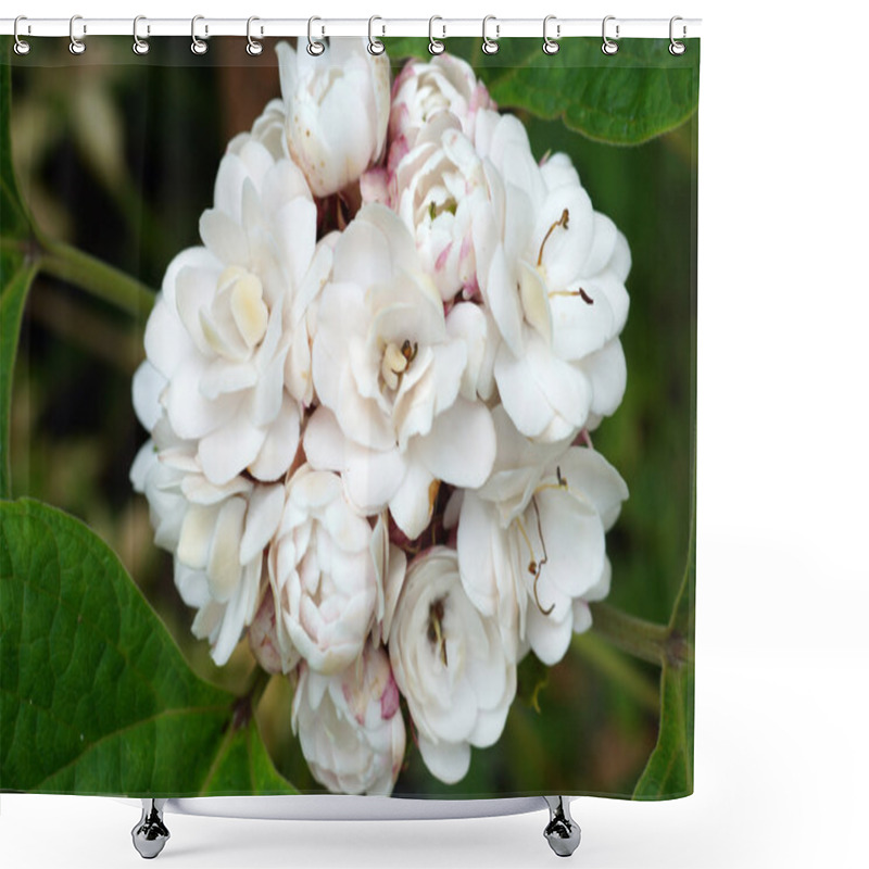 Personality  Blooming Rose Clerodendrum (Clerodendrum Fragrans) Flower. Shower Curtains