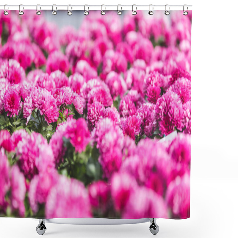 Personality  Pink Blooming Chrysanthemum Flowers In Nursery Shower Curtains