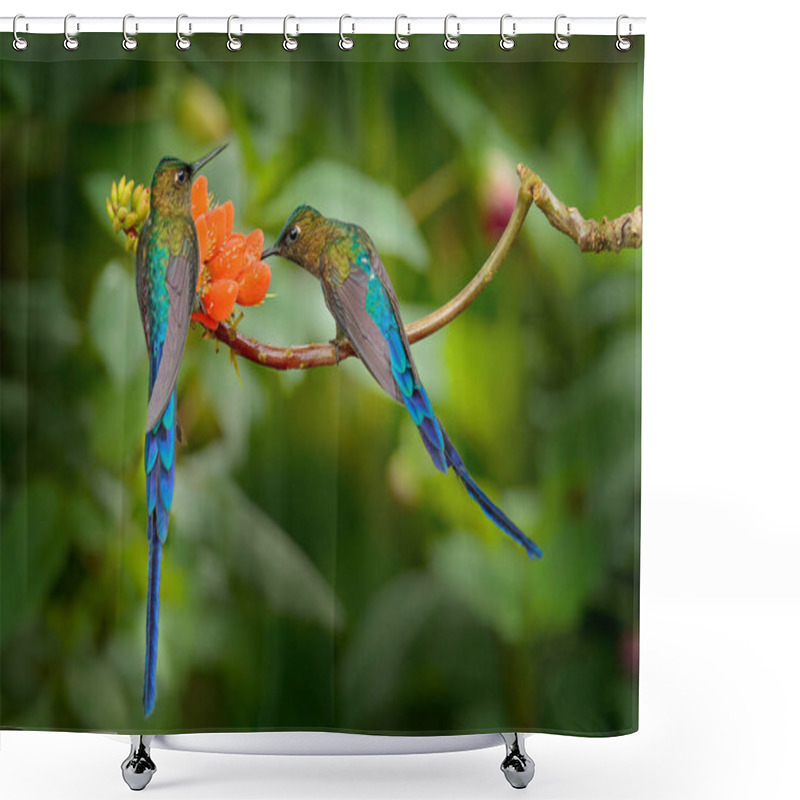 Personality  Hummingbirds Golden-bellied Starfrontlet With Long Golden Tails Flying With Open Wings Near Flowers, Chicaque, Colombia   Shower Curtains