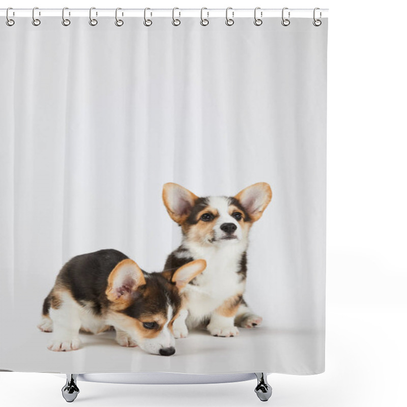 Personality  Fluffy Welsh Corgi Puppies On White Background Shower Curtains