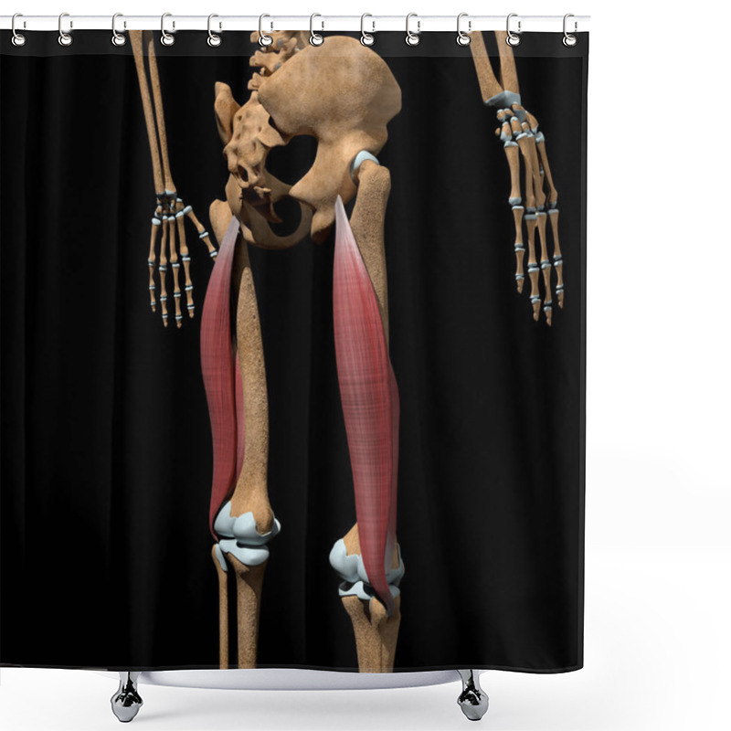 Personality  This 3d Illustration Shows The Biceps Femoris Muscles On Skeleton Shower Curtains