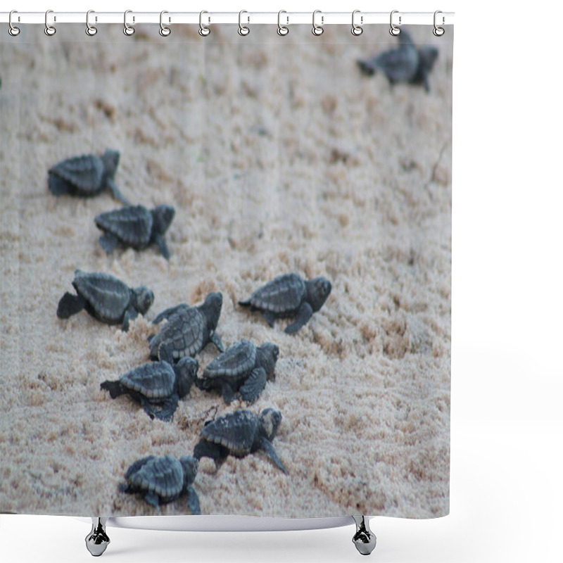 Personality  Newborn Baby Turtles On Their Way To The Sea Shower Curtains