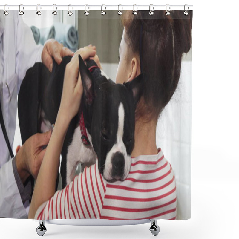 Personality  Sick Boston Terrier Puppy Being Examined By A Professional Vet Shower Curtains