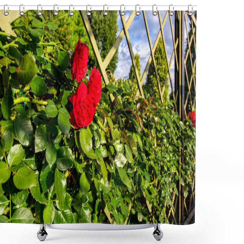 Personality  A Rose Winding Over A Wooden Fence With Red Blooming Buds Lit By Sun Light Closeup. Shower Curtains