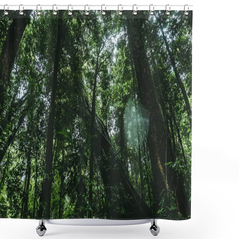 Personality  A Low Angle Shot Of Longleaf Pine Trees Growing In A Green Forest Shower Curtains