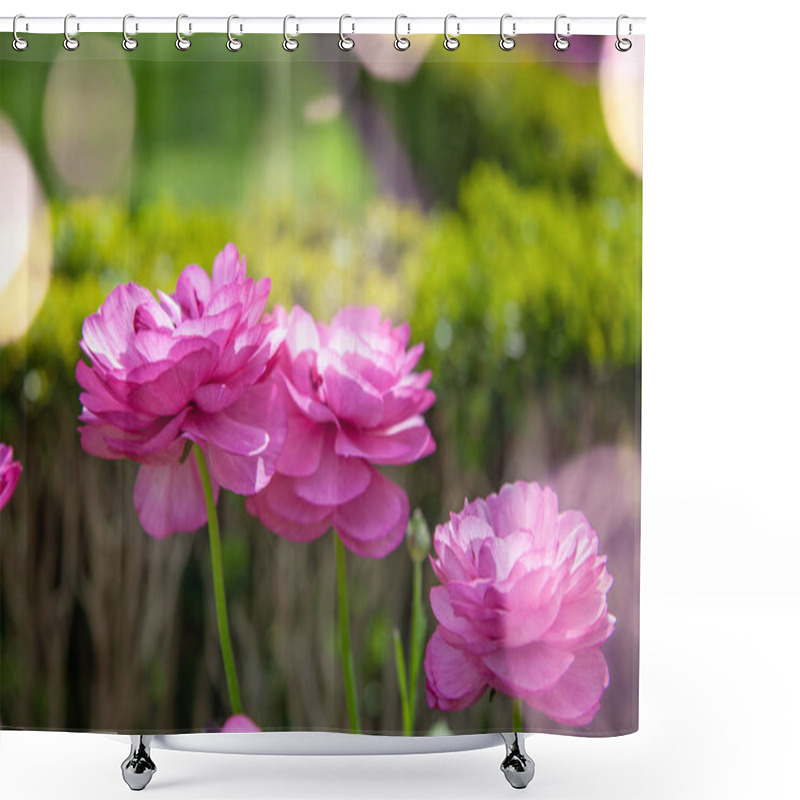 Personality  Close Up View Of Beautiful Purple Ranunculus Flowers Shower Curtains