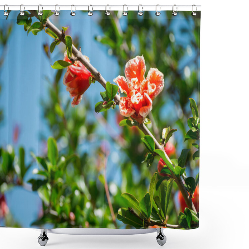 Personality  Flowering Pomegranate Tree In The Roman Forum In Rome, Italy Shower Curtains