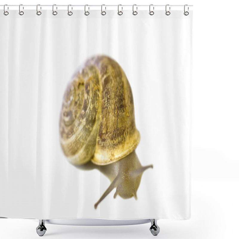 Personality  The Snail Crawls In The Wooden Box Shower Curtains