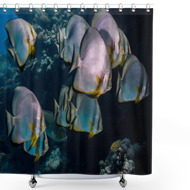 Personality  Close Up Of A Group Of Orbicular Spadefish (Platax Orbicularis), Large Rounded Silver Body With Yellow In Fins And Dark Stripes. Shower Curtains