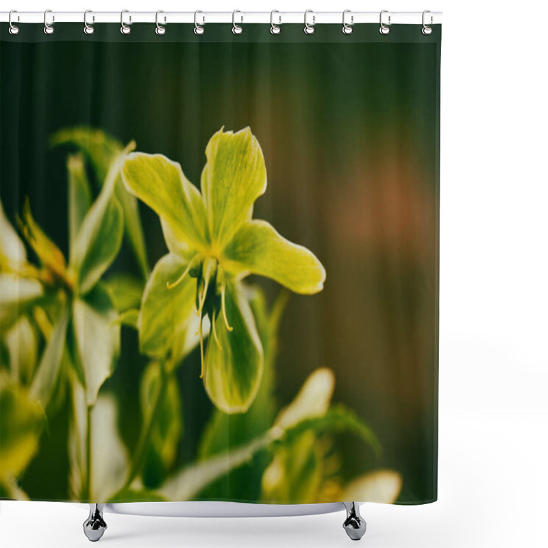 Personality  Helleborus Foetidus Green Buttercup, Frost Wild Flowers Grow In Spring Garden. A Primary Green Flowers Cluster In Bloom. Springtime Nature Awaking.  Shower Curtains