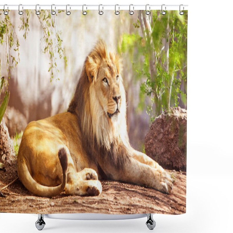 Personality  African Lion Laying In Forest Shower Curtains