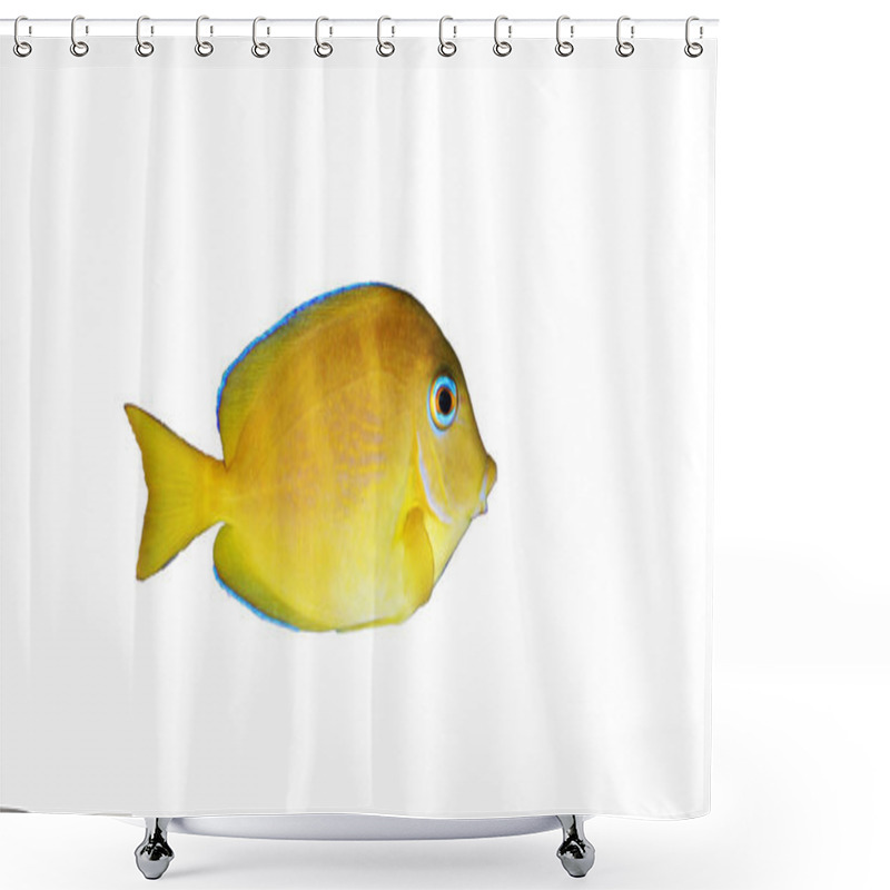 Personality  Blue (yellow Juvenile) Atlantic Ocean Surgeonfish Tang - Acanthurus Coeruleus Shower Curtains