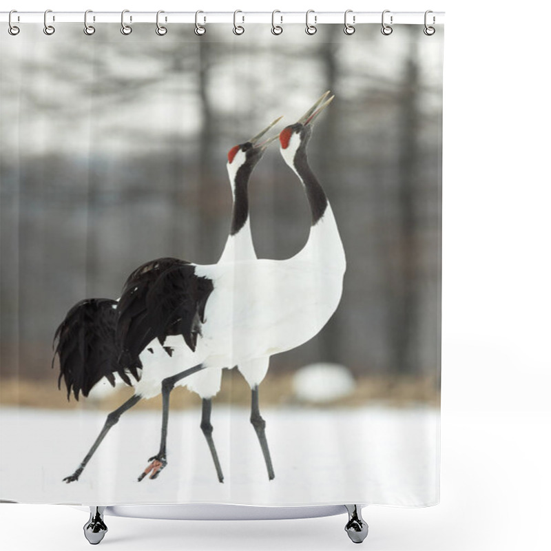 Personality  The Ritual Marriage Dance Of Cranes. The Red-crowned Cranes. Scientific Name: Grus Japonensis, Also Called The Japanese Crane Or Manchurian Crane, Is A Large East Asian Crane. Shower Curtains