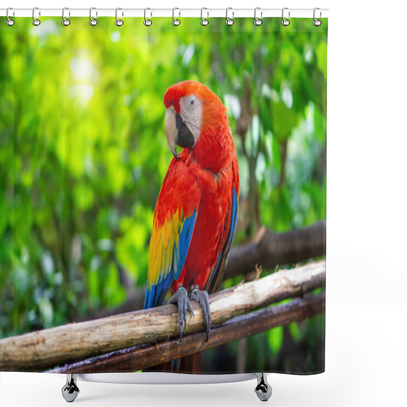 Personality  Red Macaw Parrot Is Sticking On Branches Shower Curtains