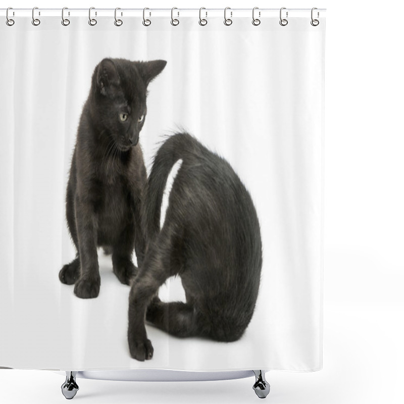 Personality  Two Black Kittens Playing, 2 Months Old, Isolated On White Shower Curtains