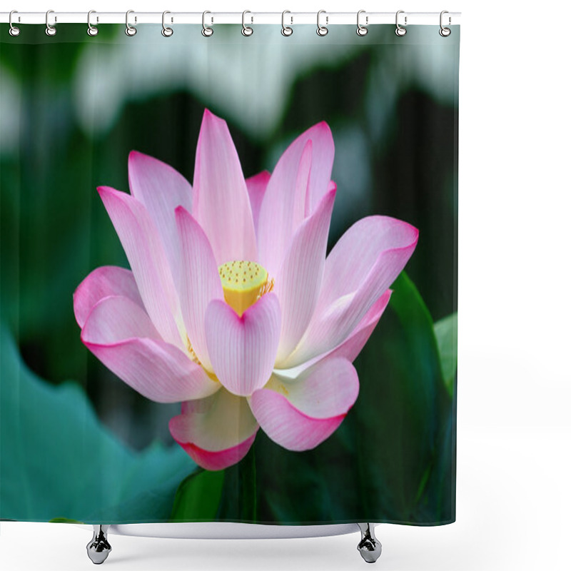 Personality  Closeup Of Blooming Lotus Flower Shower Curtains