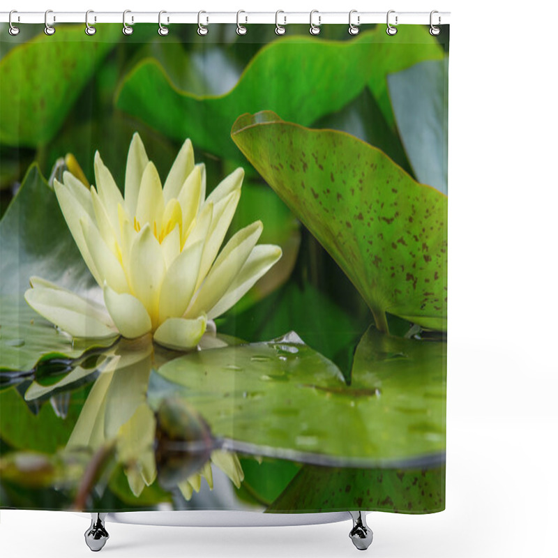 Personality  Beautiful Water Plant Shower Curtains