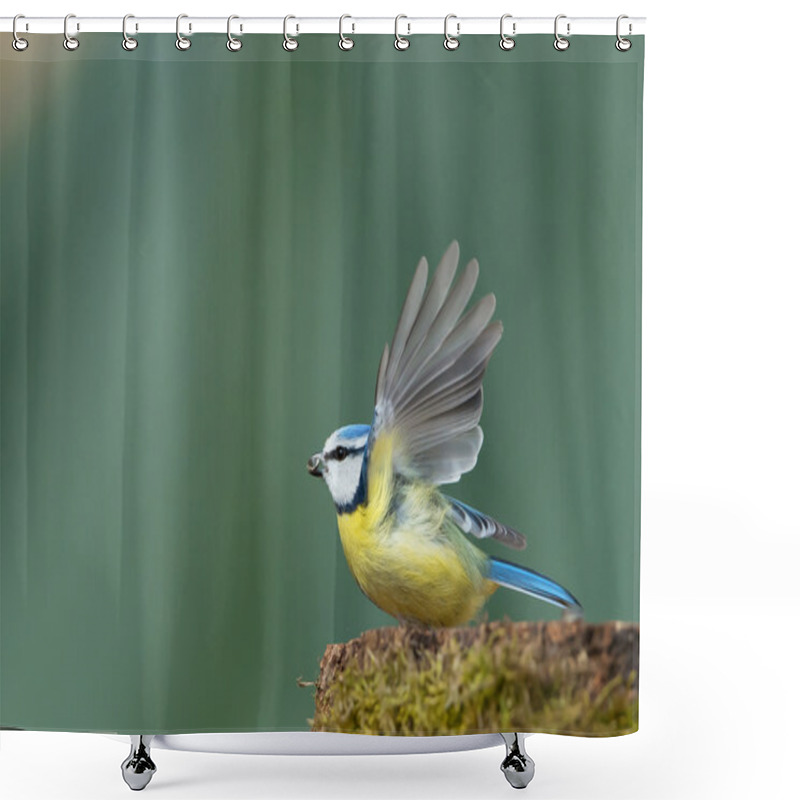 Personality  Eurasian Blue Tit Taking Off  Shower Curtains