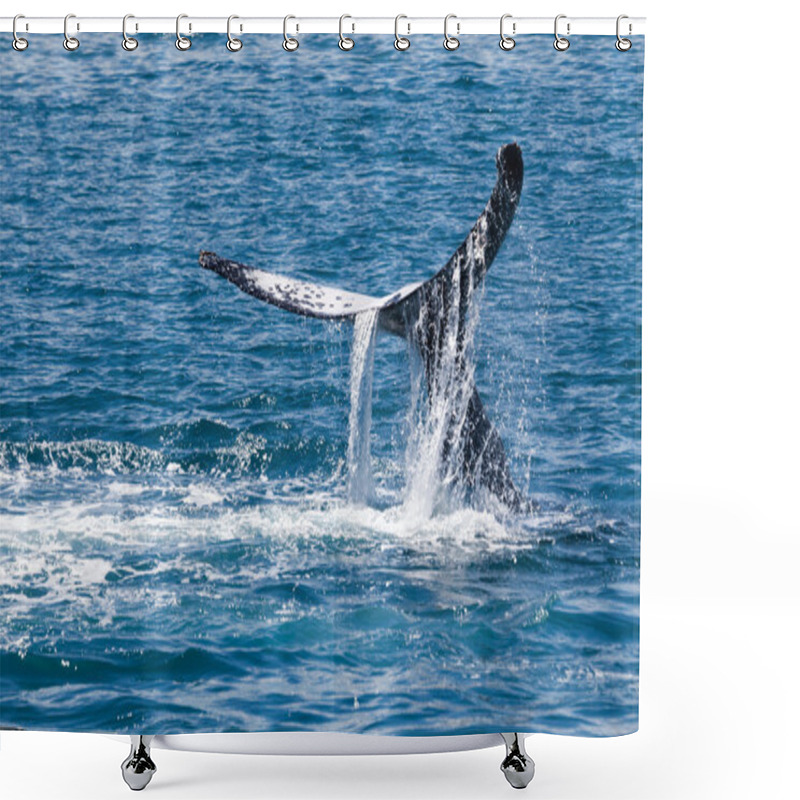 Personality  Whale Hervey Bay Australia Shower Curtains