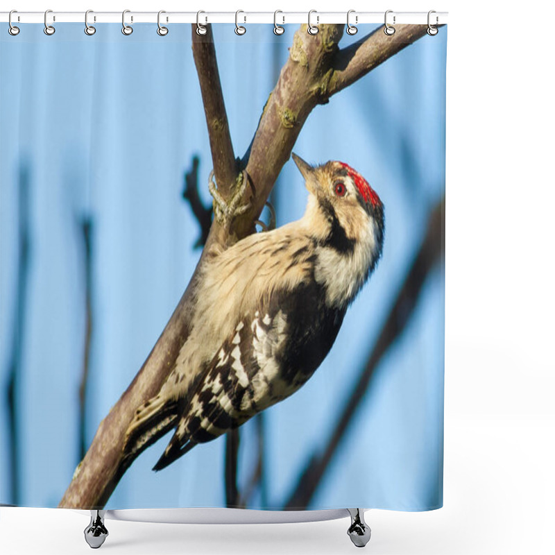 Personality  Lesser Spotted Woodpecker, Dryobates Minor, Dendrocopos Minor. The Smallest Woodpecker Sits On A Tree Branch Shower Curtains