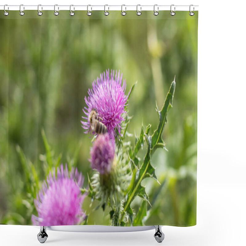 Personality  Pink Purple Flower Heads, Surrounded By Spiny Br. Shower Curtains