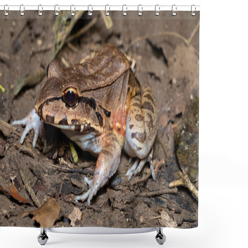 Personality  Savages Thin-toed Frog (Leptodactylus Savagei) Thin-toed Frog Species Of Leptodactylid Frog, Carara National Park, Tarcoles, Costa Rica Wildlife. Shower Curtains