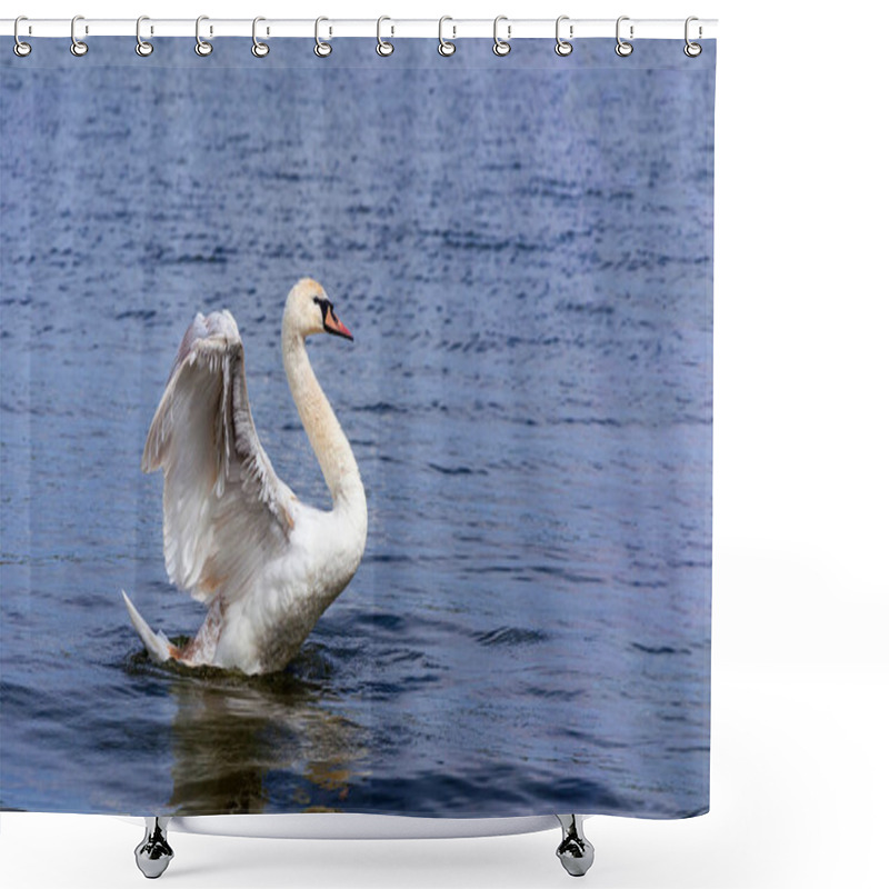 Personality  Mute Swan (Cygnus Olor) Spreading Wings Wide Open And Landing On The Lake Shower Curtains