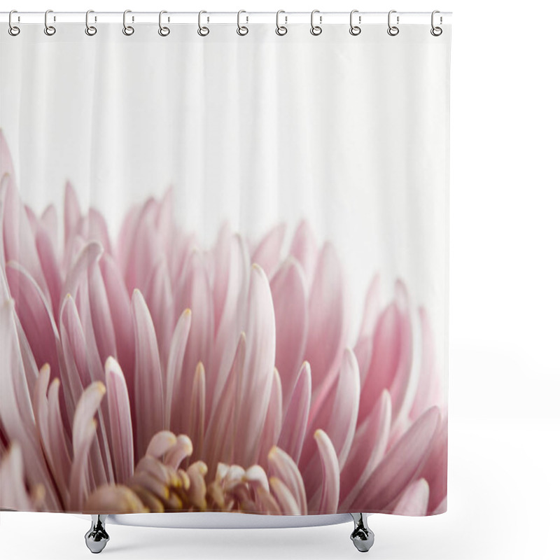 Personality  Close Up View Of Pink Chrysanthemum Isolated On White Shower Curtains