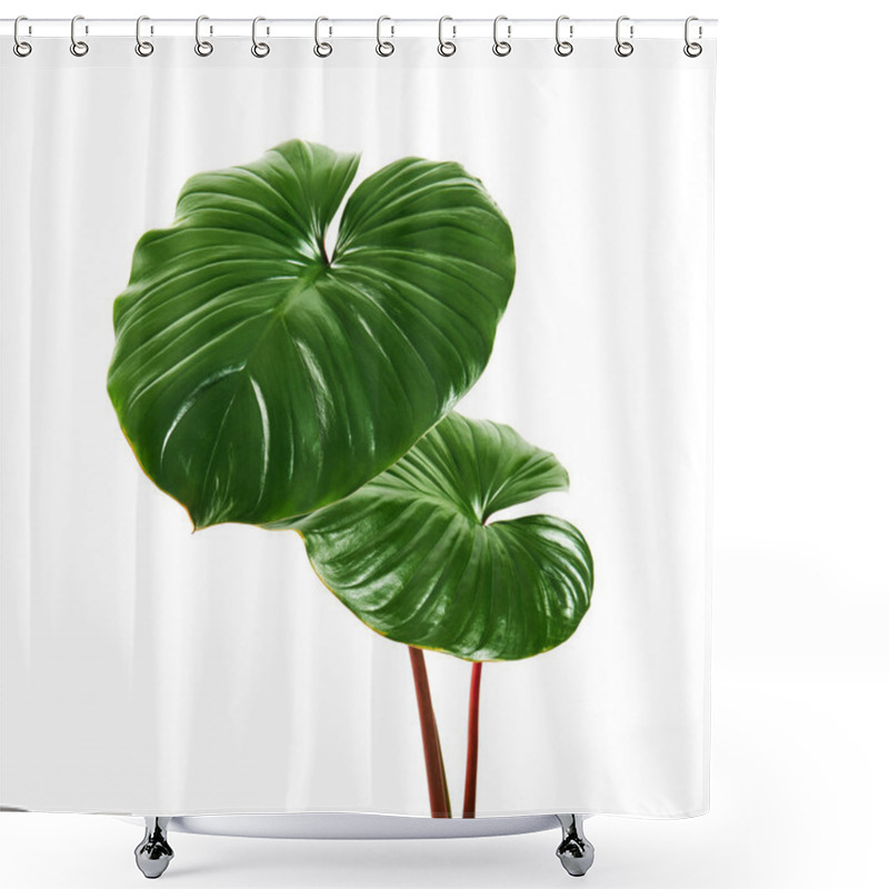 Personality  Homalomena Foliage, Green Leaf With Red Petioles Isolated On White Background, With Clipping Path Shower Curtains