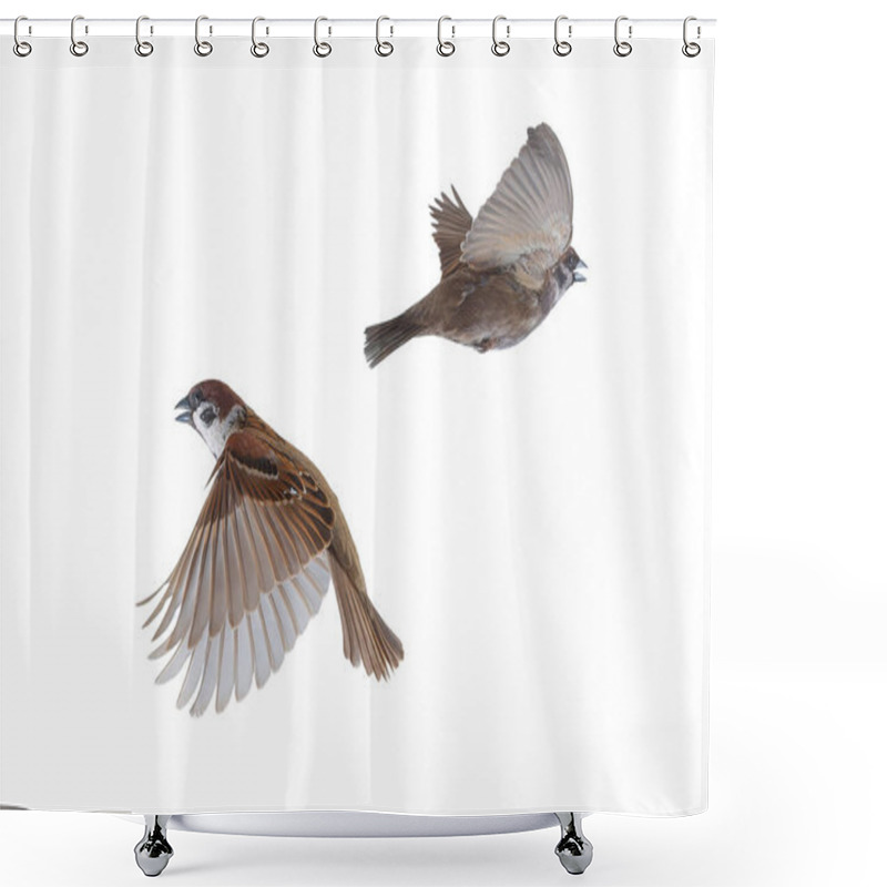 Personality  Flying Sparrows Isolated On White Background Shower Curtains