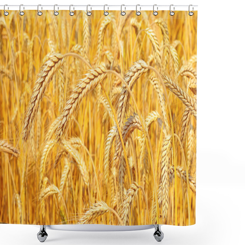 Personality  Grain Field In The Rural Landscape Shower Curtains