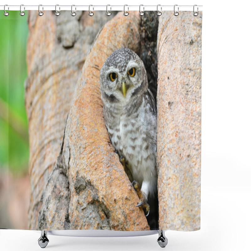 Personality  Spotted Owlet Shower Curtains