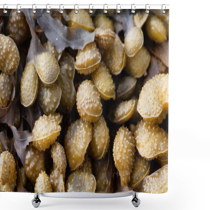 Personality  Reproduction Bodies Of A Spiral Wrack Seaweed, Fucus Spiralis.  Shower Curtains