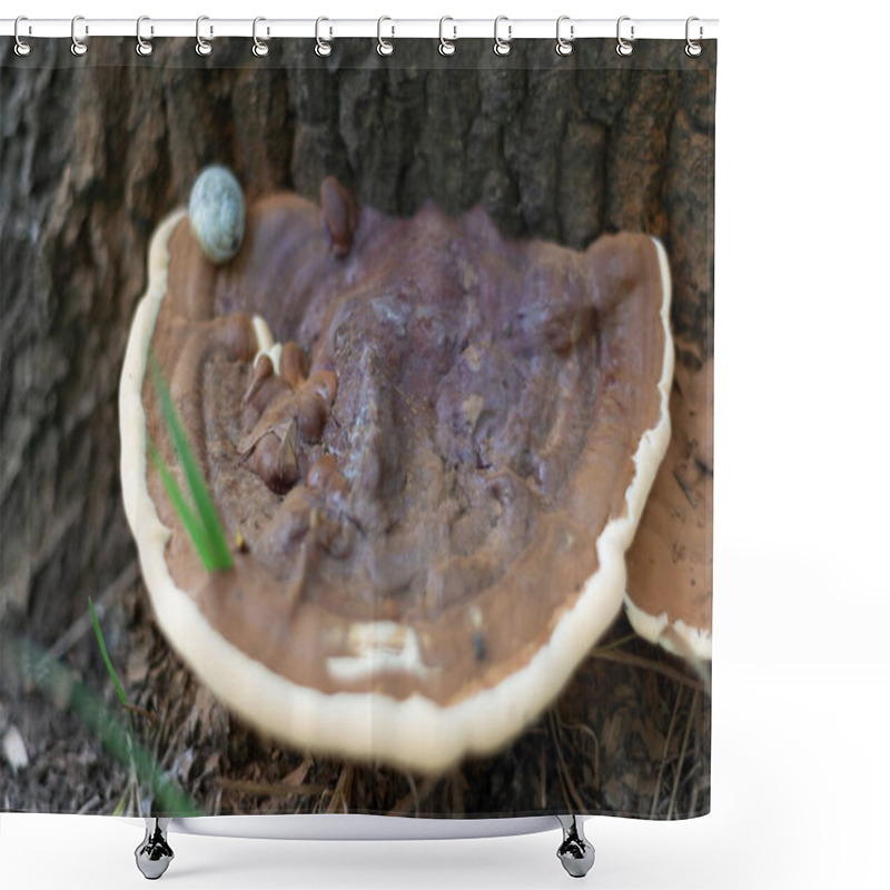 Personality  Old Forest Mushroom Close-up. Big Mushroom Hid Under Pine Needles. Mushroom Closeup A Large Mushroom Grows On The Tree And The Texture Of The Tree. Close-up On The Background Of The Forest Shower Curtains