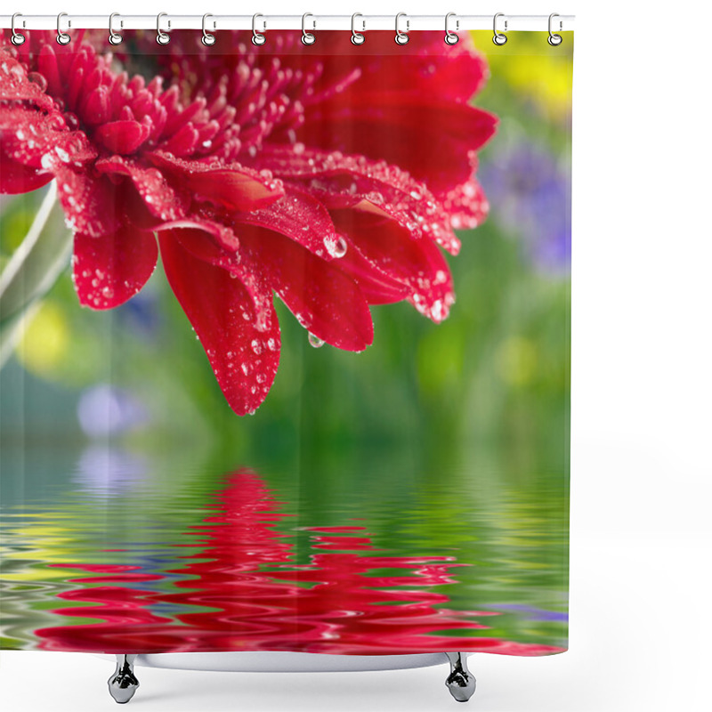 Personality  Closeup Of Red Daisy-gerbera Reflected In The Water Shower Curtains