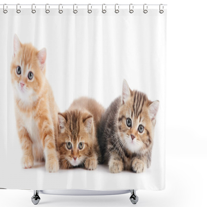 Personality  Little British Shorthair Kittens Cat Shower Curtains