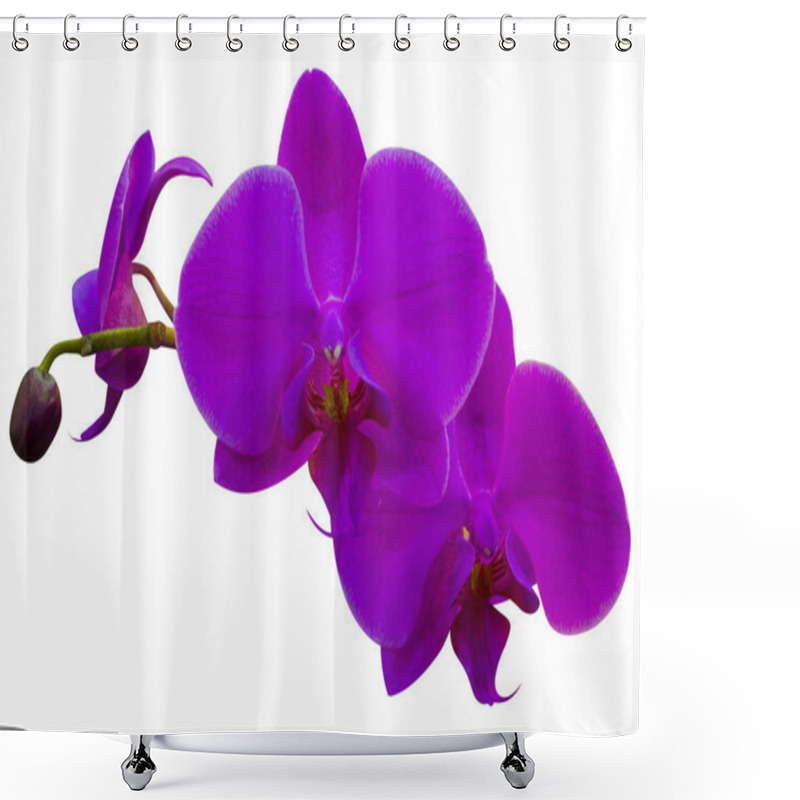 Personality  Close-up Of Orchid Flowers Isolated On White Background Shower Curtains