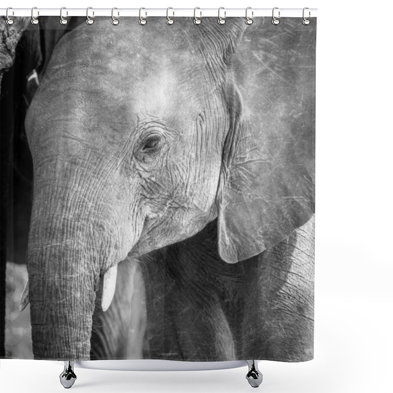 Personality  Baby Elephant In Africa Black And White Shower Curtains