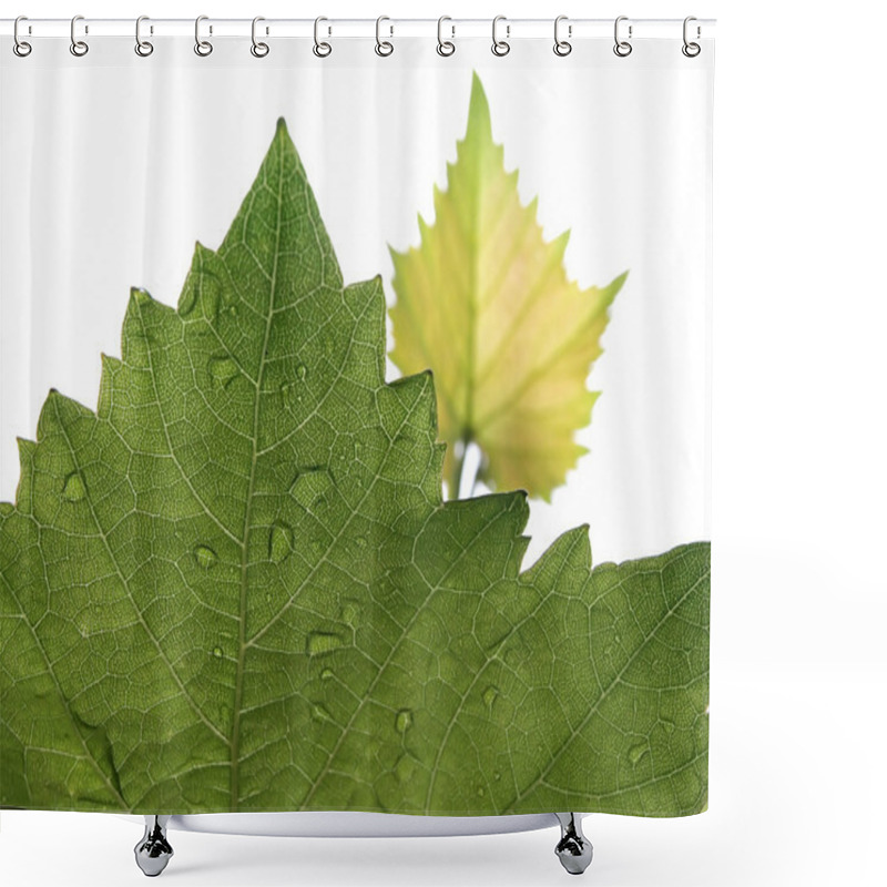 Personality  Smeared Grape Leaves Shower Curtains