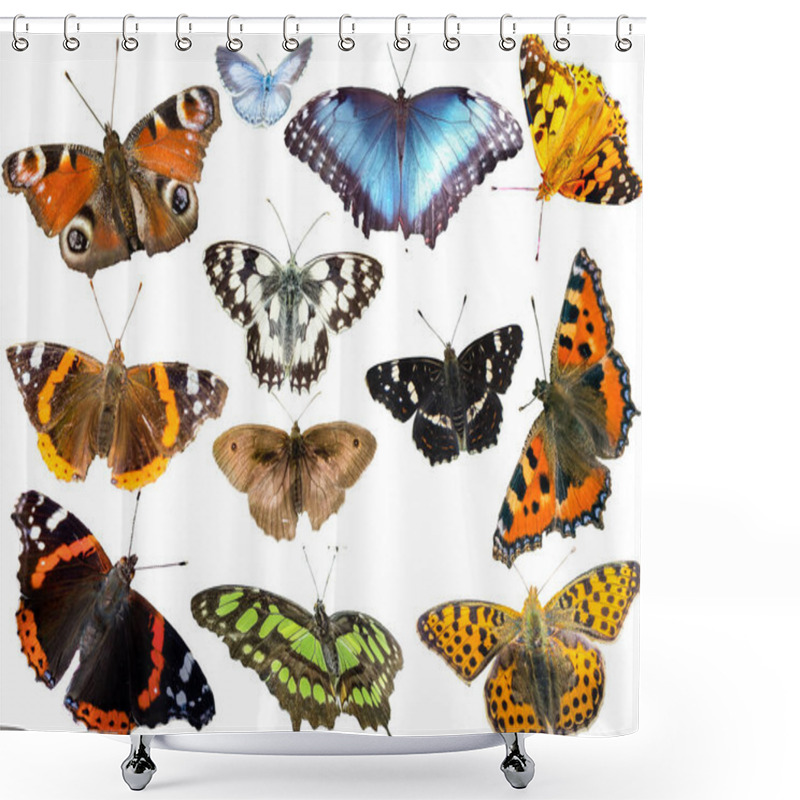 Personality  Many Species Of Butterflies Isolated On White Background Shower Curtains