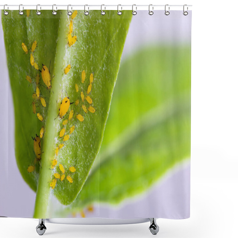 Personality  Pest On Plant Shower Curtains