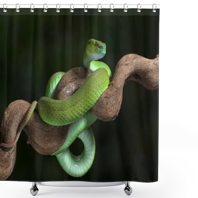 Personality  White-lipped Island Pit Viper On The Tree Branch Shower Curtains