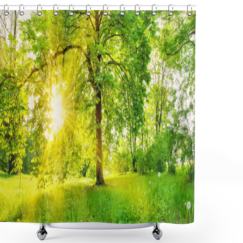 Personality  Beautiful View Of The Blooming Chestnut Tree In The Natural Park In Spring. Shower Curtains